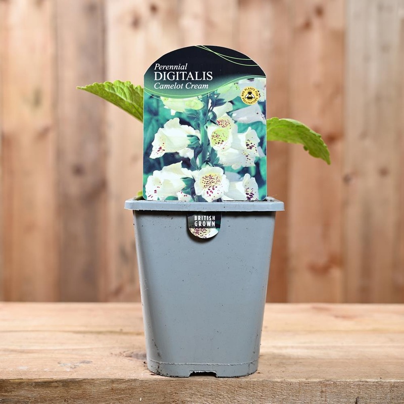 Digitalis Purpurea Camelot White 1L