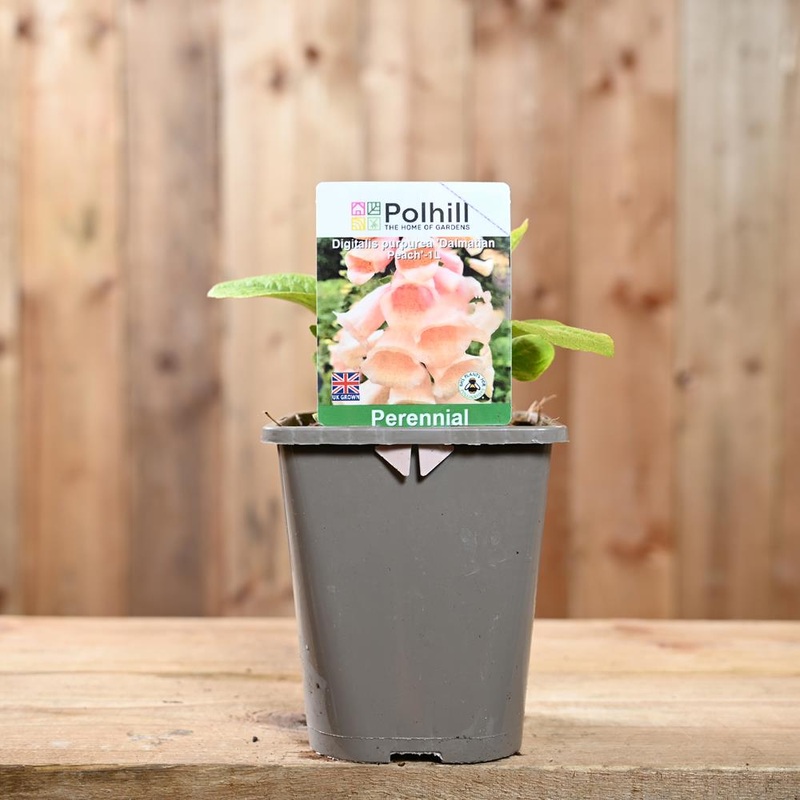 Digitalis Purpurea Dalmatian Peach 1L