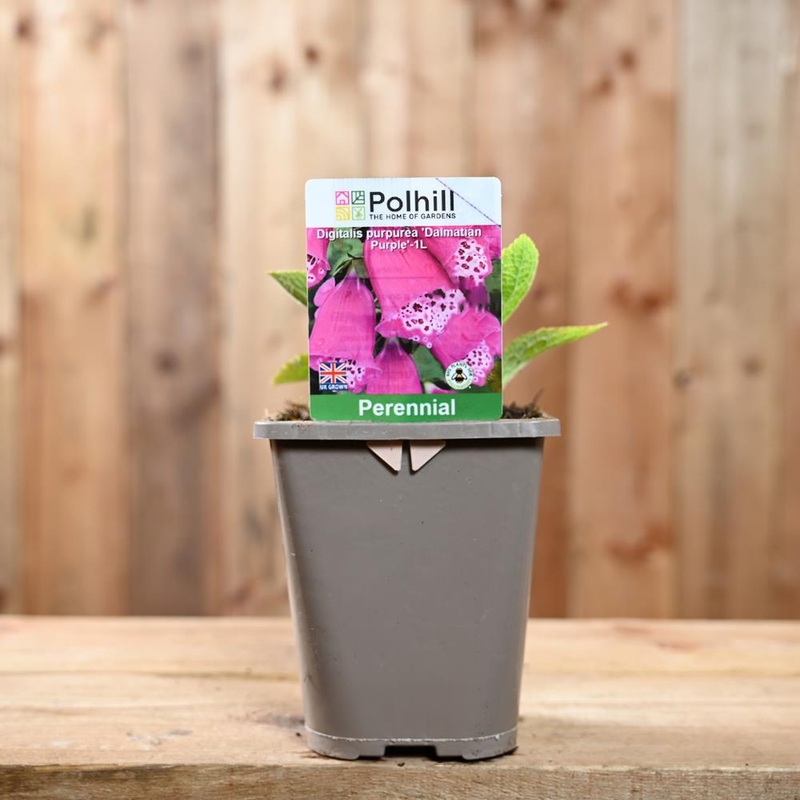 Digitalis Purpurea Dalmatian Purple 1L