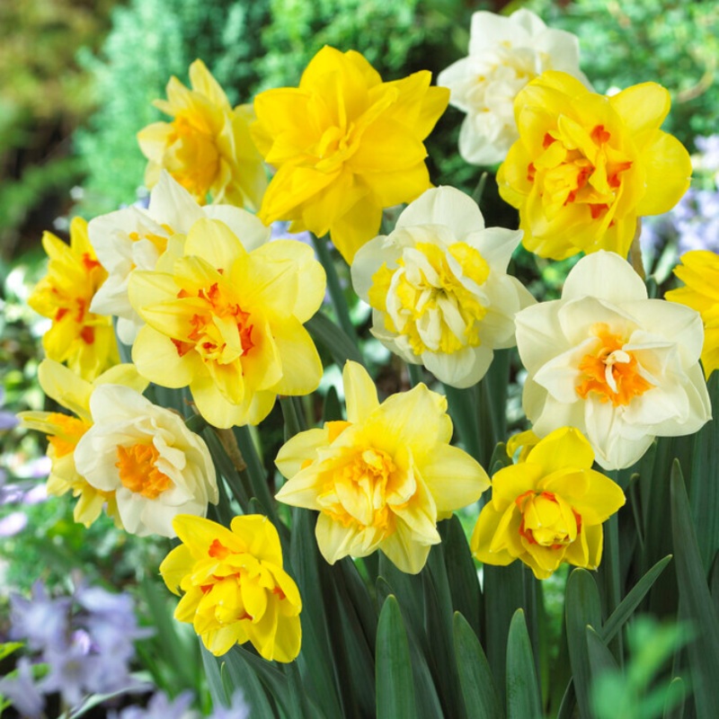 Double Flowering Daffodil Mix (Narcissus)