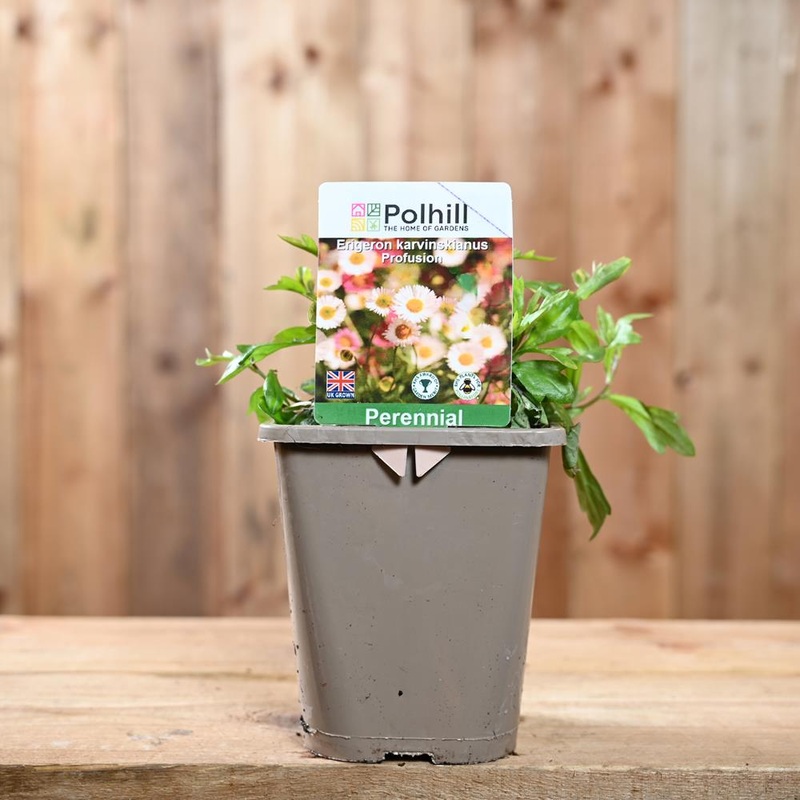 Erigeron Karvinskianus Profusion 1L