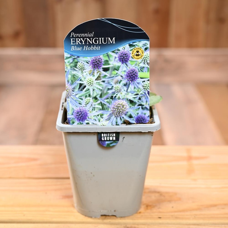 Eryngium Planum Blue Hobbit 1L