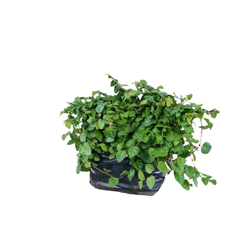 FICUS PUMILA 15CM