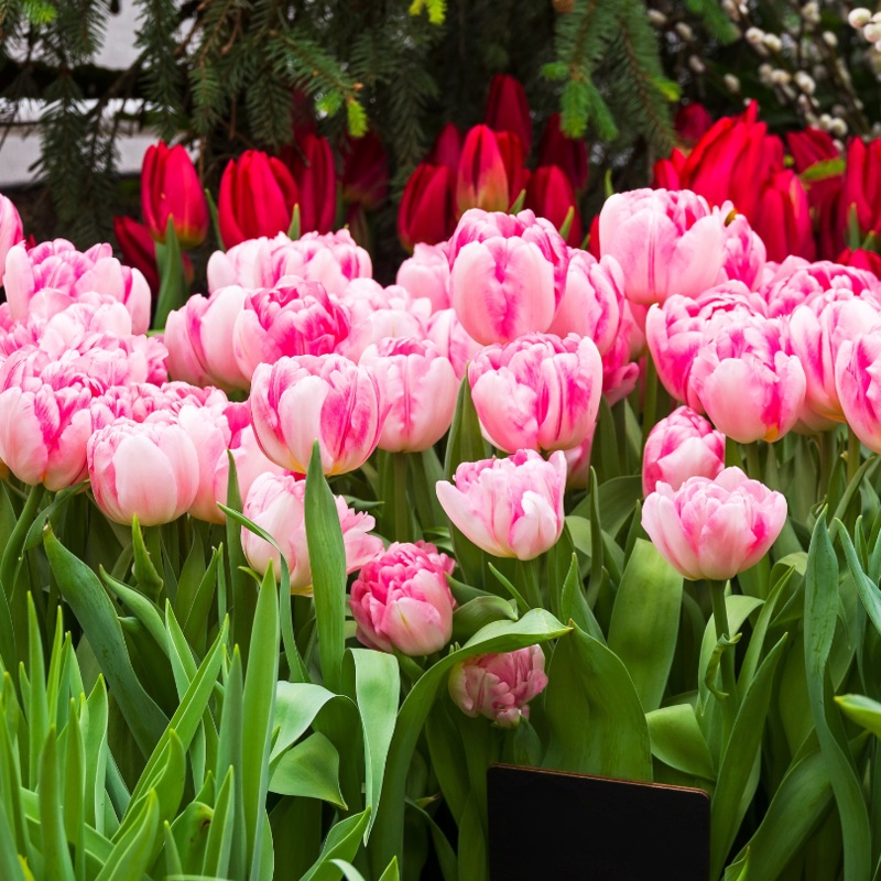 ‘Foxtrot’ Double Early Tulip|7 Bulb Pack