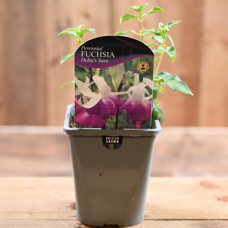 Fuchsia Delta’S Sara 1L
