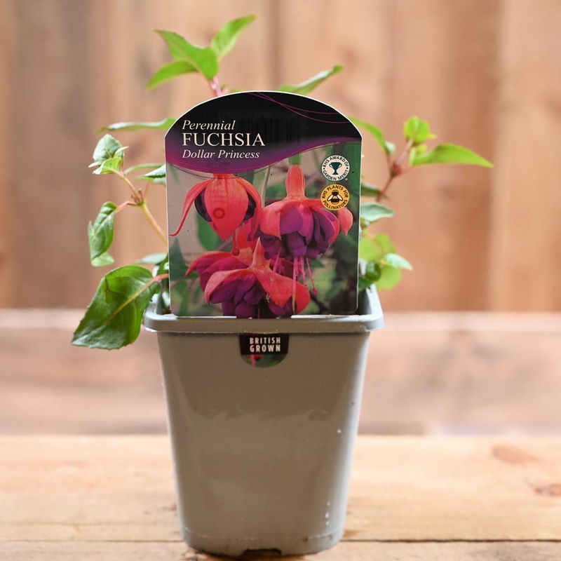 Fuchsia Dollar Princess 1L