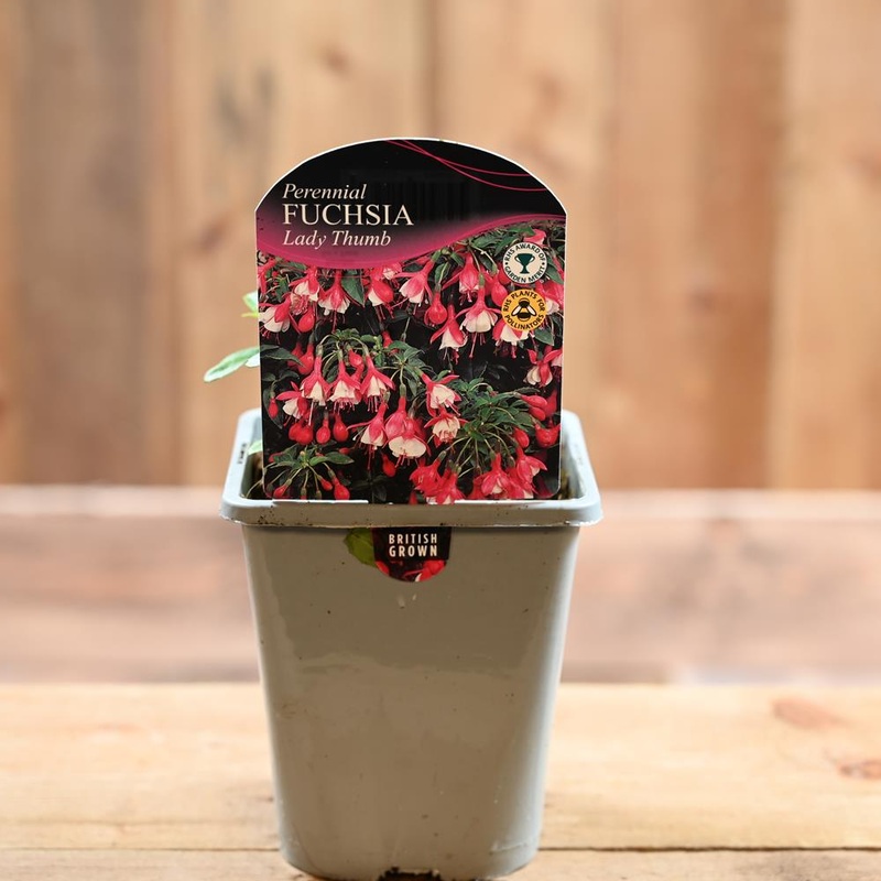 Fuchsia Lady Thumb 1L