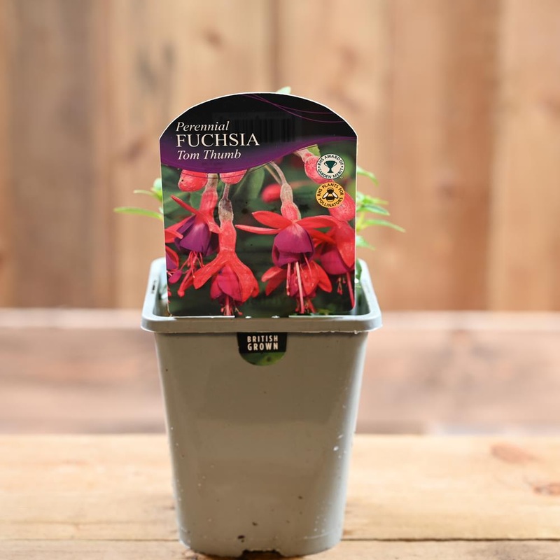 Fuchsia Tom Thumb 1L