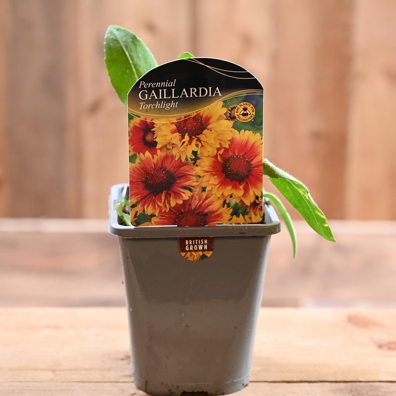 Gaillardia Torchlight 1L