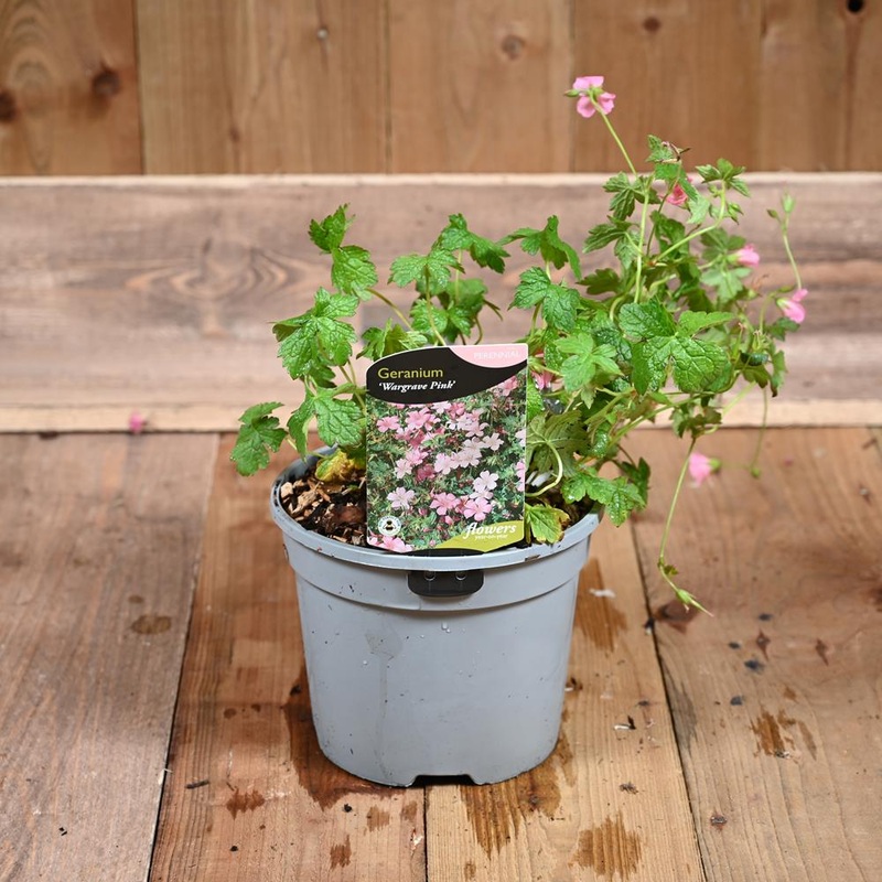 Geranium Wargrave Pink 3L
