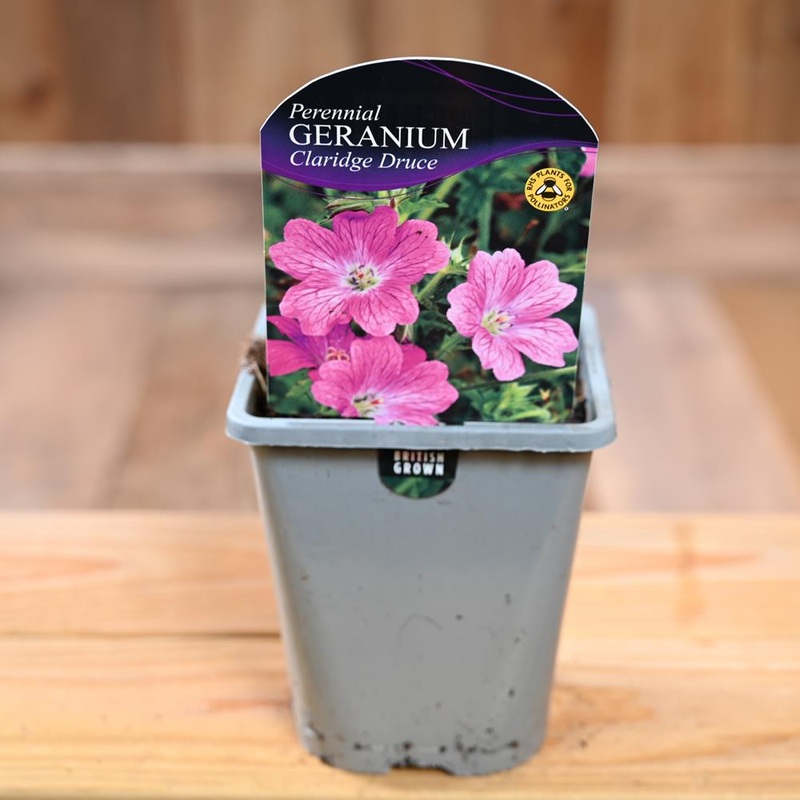 Geranium X Oxonianum Claridge Druce 1L