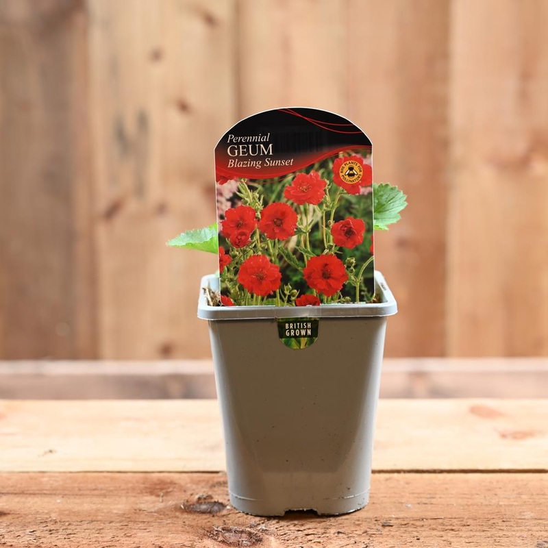 Geum Blazing Sunset 1L