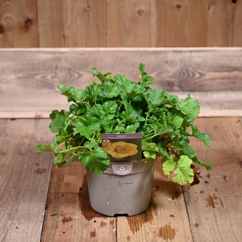 Geum Cocktail Banana Daiquiri 3L