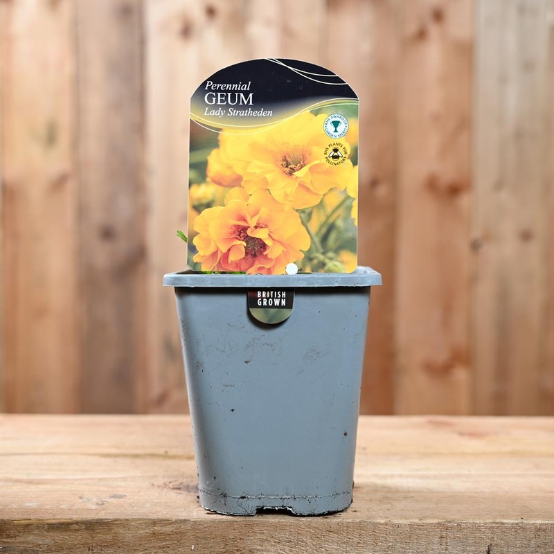 Geum Lady Stratheden 1L