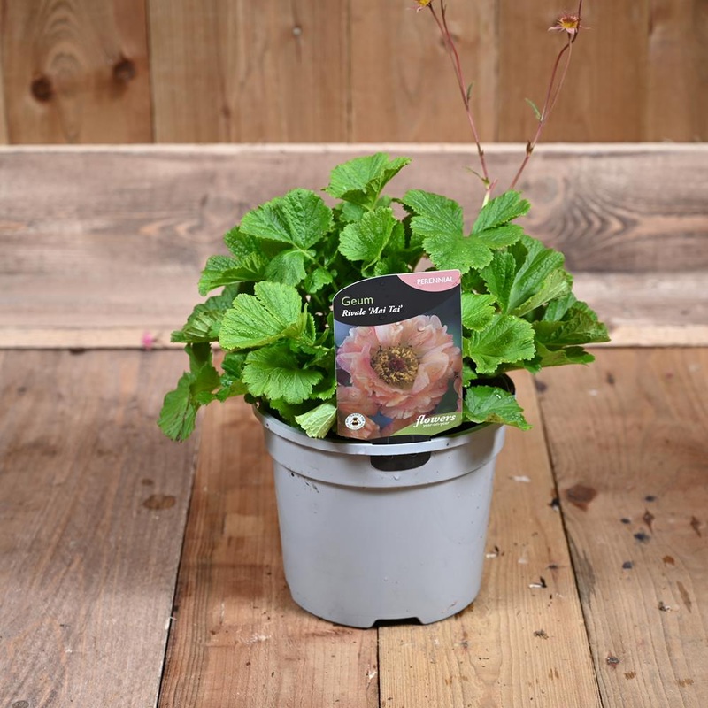 Geum Mai Tia 3L
