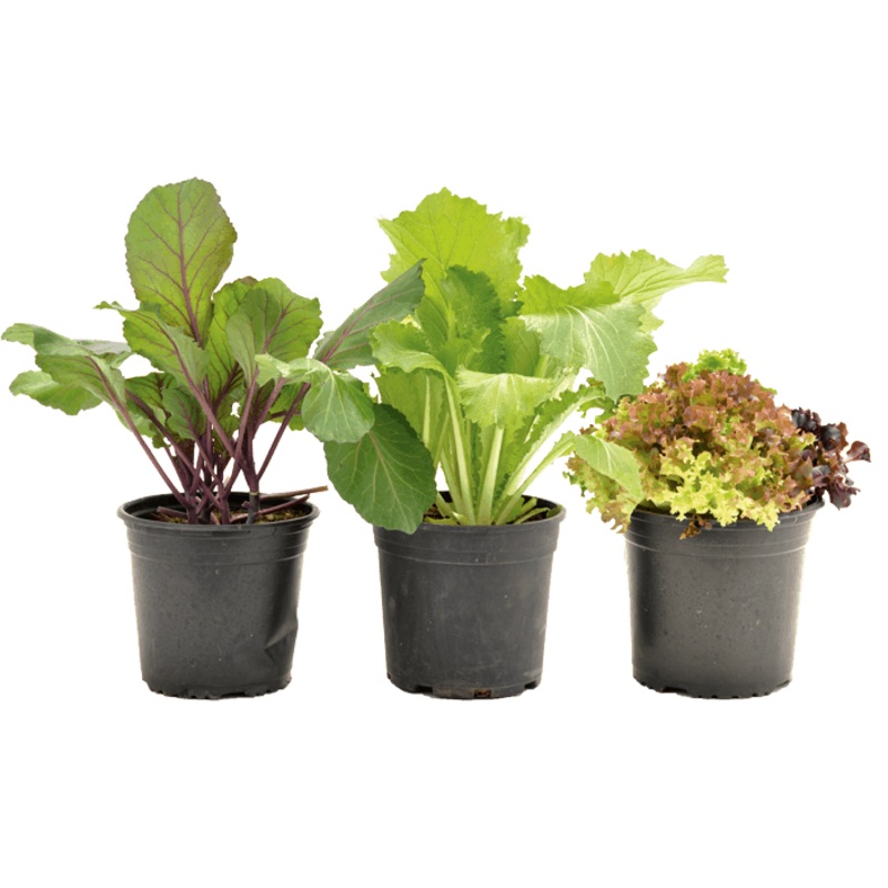 HERB POT 17CM _