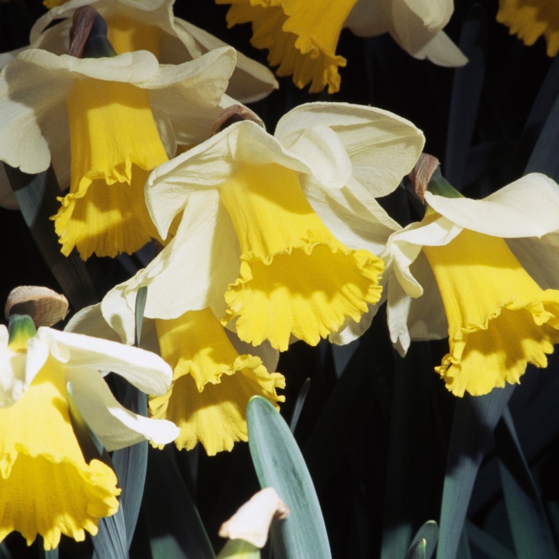 ‘Holland Sensation’ Trumpet Daffodil (Narcissus)