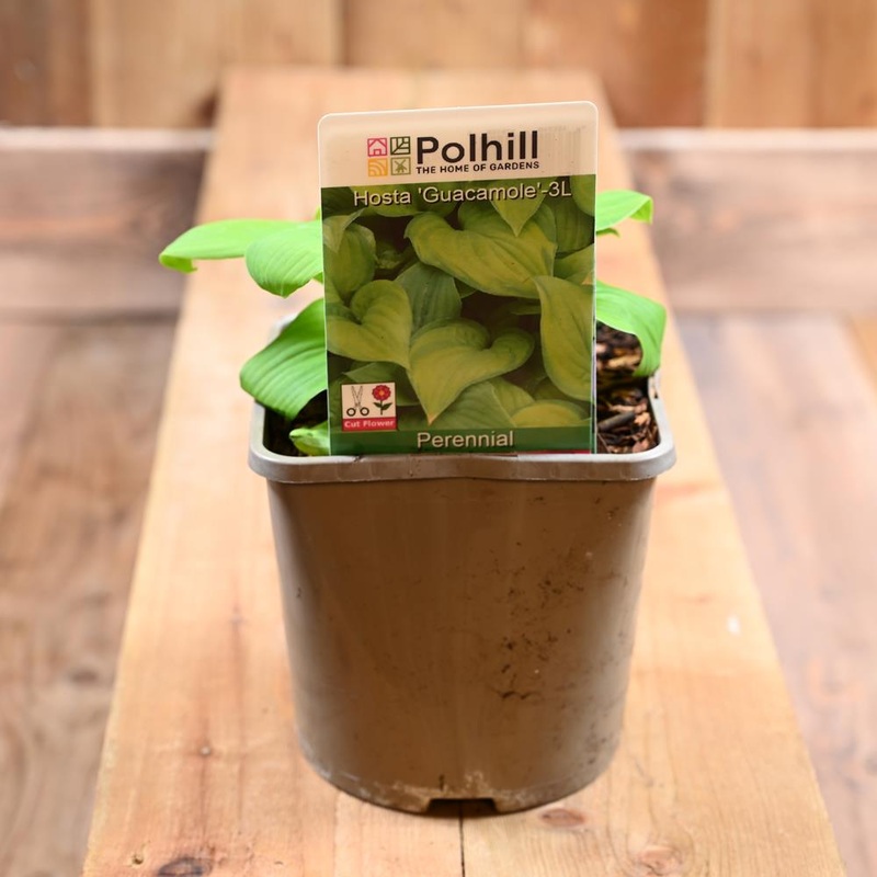 Hosta ‘Guacamole’ 3L