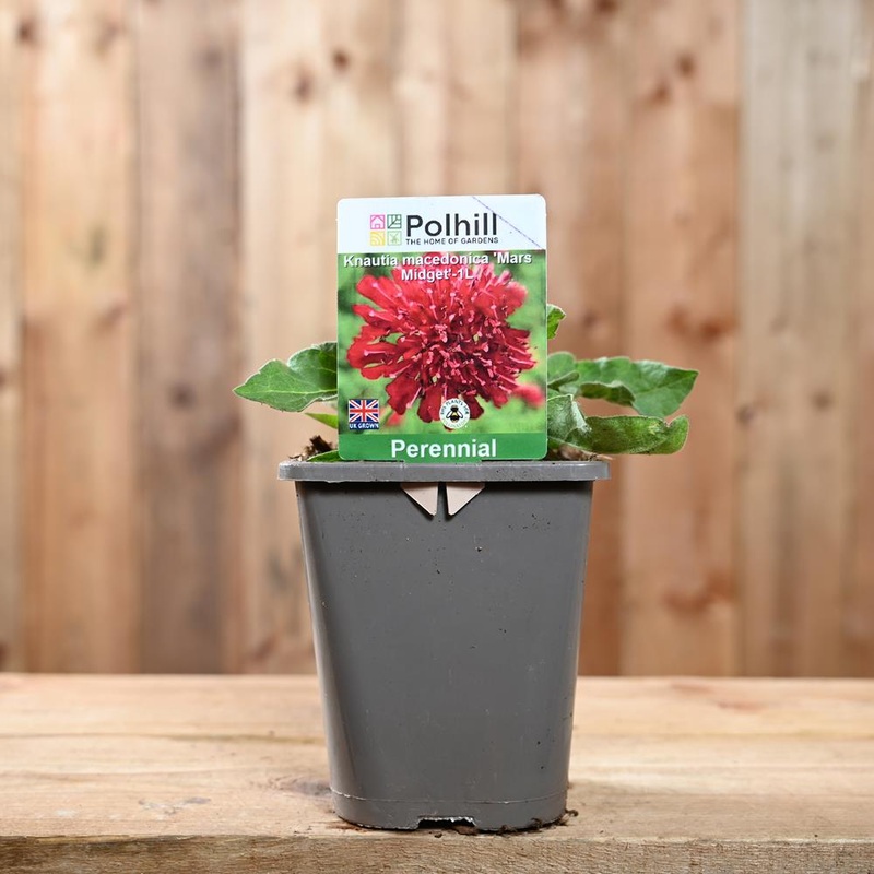 Knautia Macedonica Mars Midget 1L