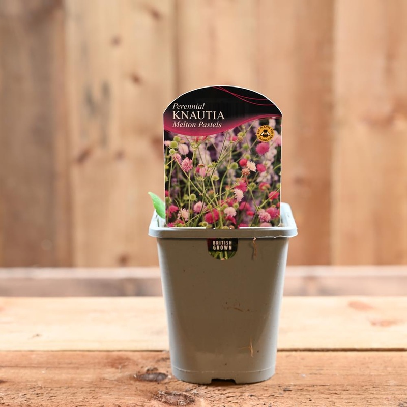 Knautia Macedonica Melton Pastels 1L