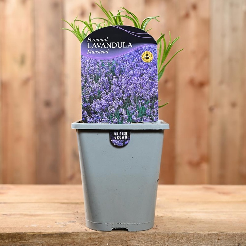 Lavandula Angustifolia ‘Munstead