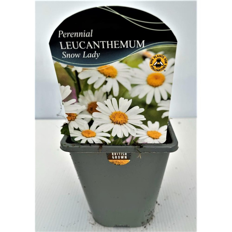 Leucanthemum X Maximum Snow Lady 1L