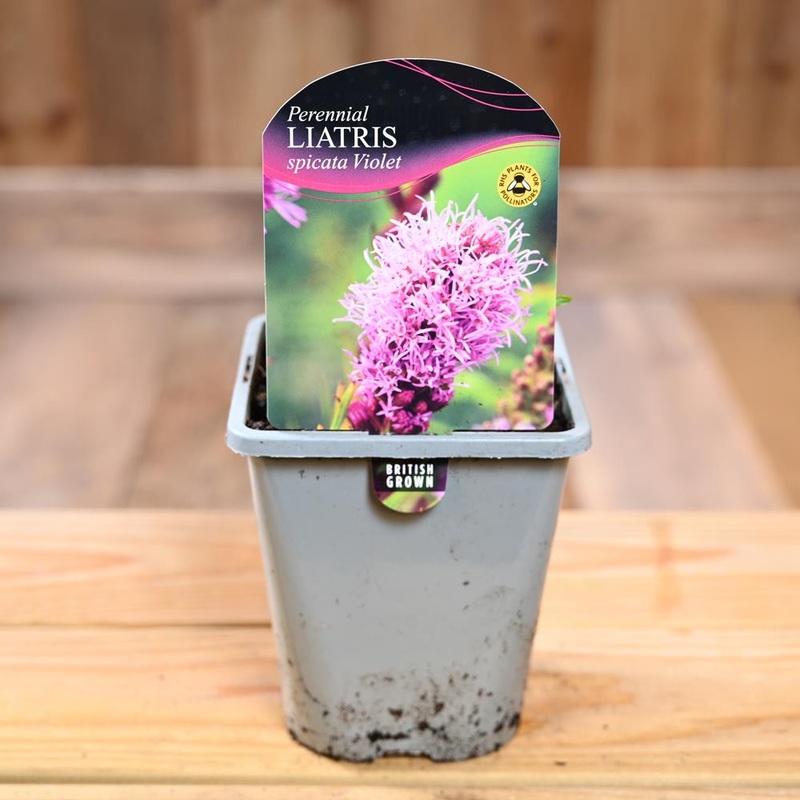 Liatris Spicata Floristan Violet 1L