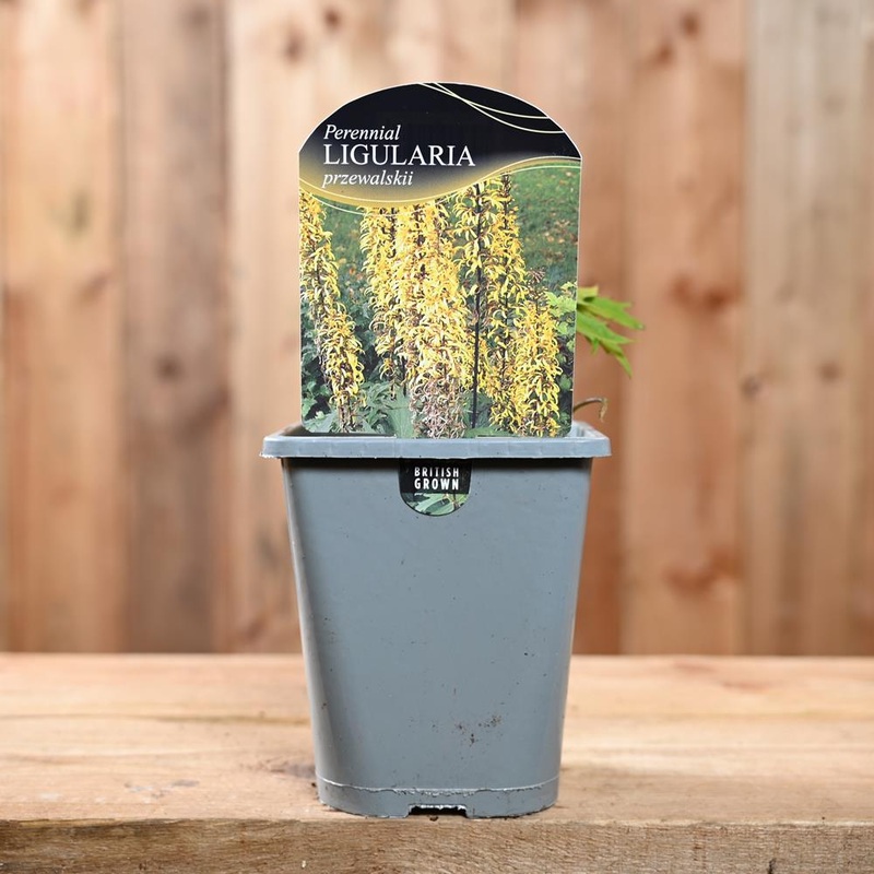 Ligularia Przewalskii 1L