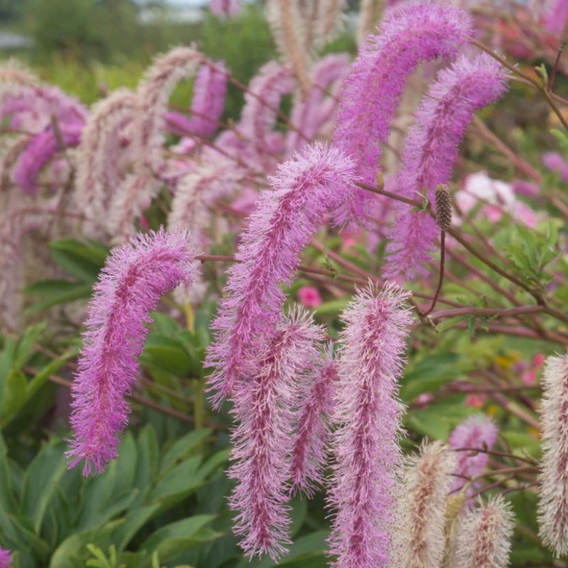‘Lilac Squirrel’ Great Burnet (Sanguisorba)