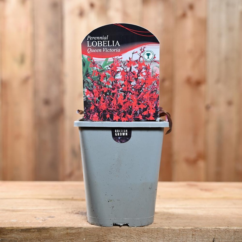 Lobelia Cardinalis ‘Queen Victoria’ 1L