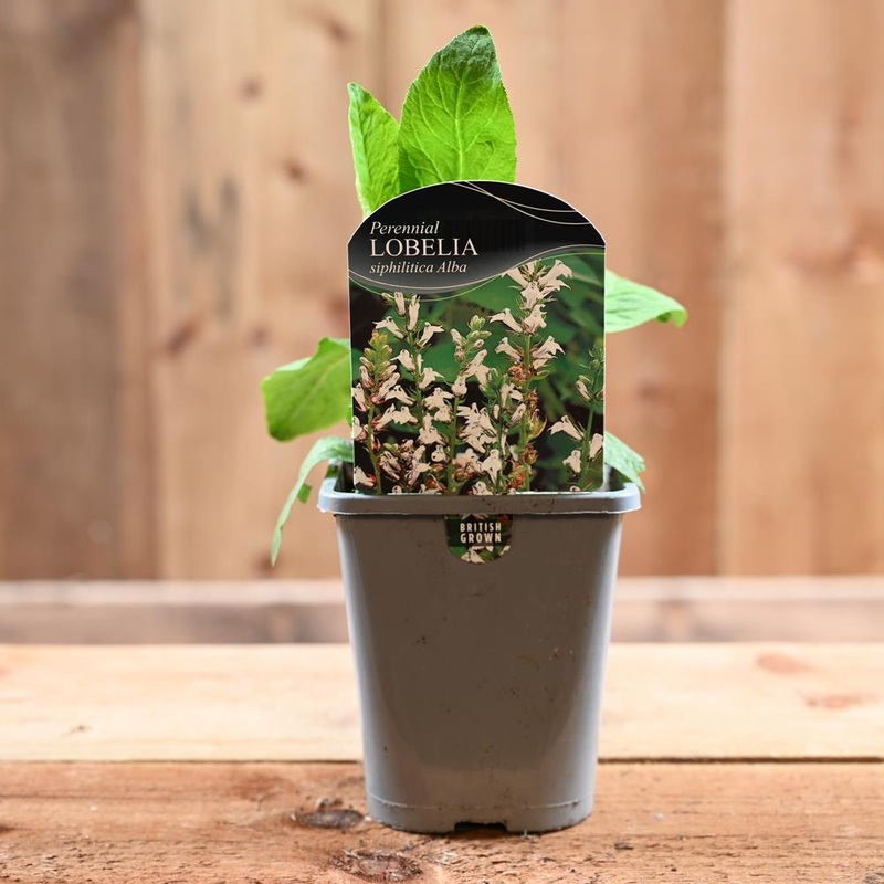 Lobelia Siphilitica 1L