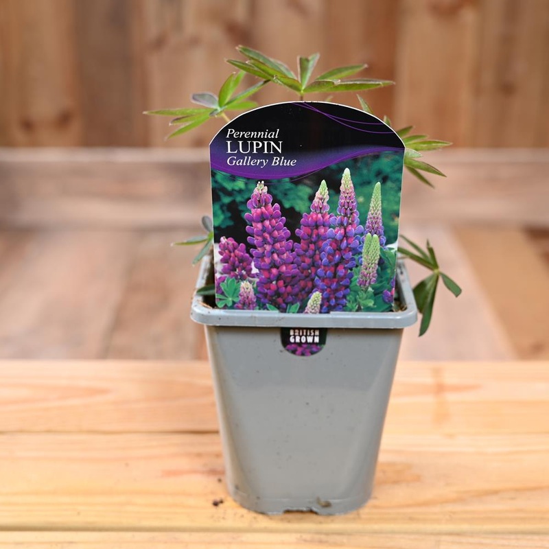 Lupinus Gallery Blue 1L