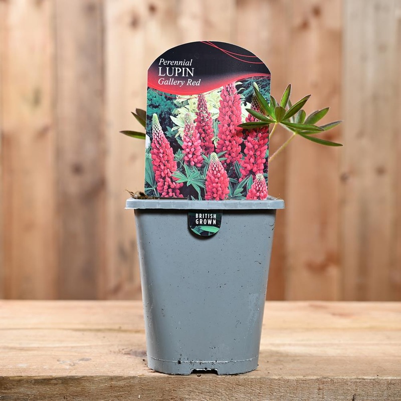 Lupinus Gallery Red 1L