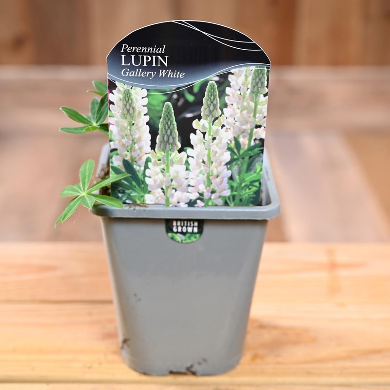 Lupinus Gallery White 1L