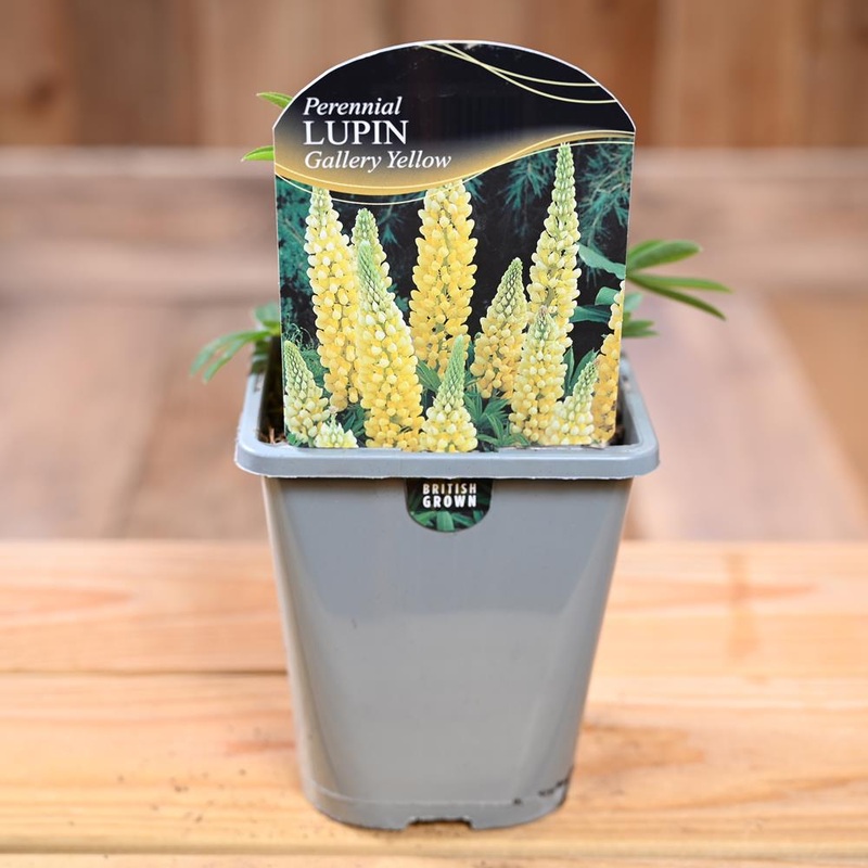 Lupinus Gallery Yellow 1L