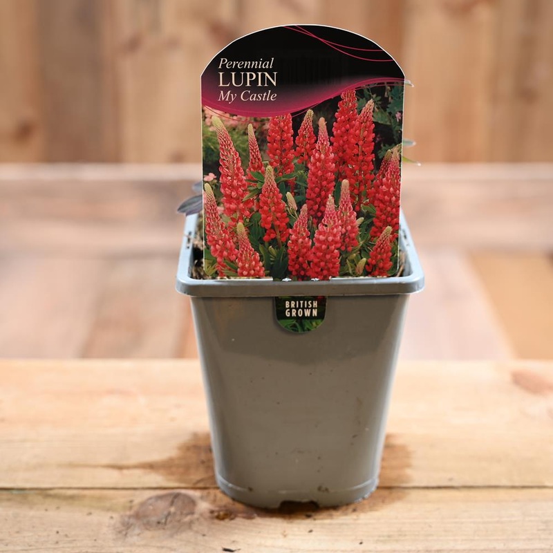 Lupinus ‘My Castle’ 1L