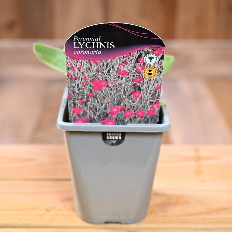 Lychnis Coronaria 1L