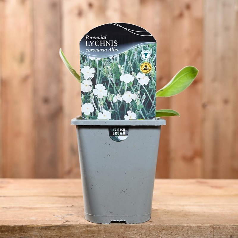 Lychnis Coronaria Alba 1L