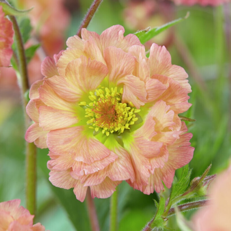 ‘Mai Tai’ Geum|One Quart