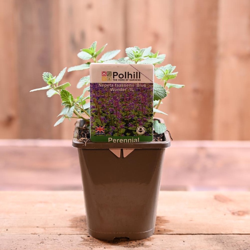Nepeta Faassenii 1L