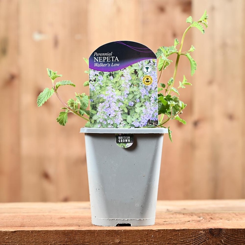 Nepeta Racemosa Walkers Low 1L
