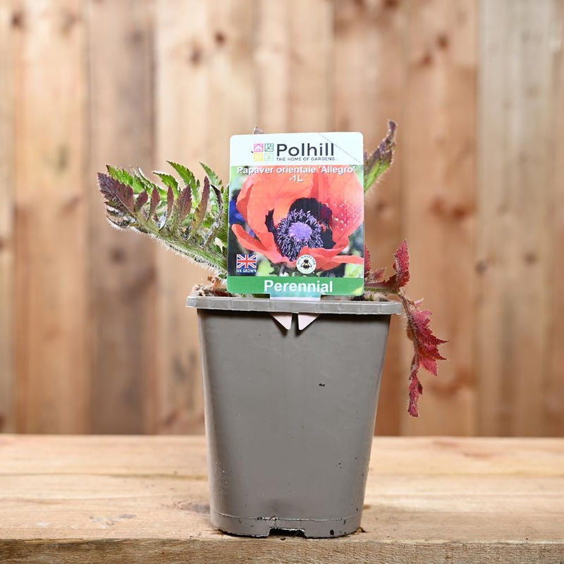 Papaver Orientale Allegro 1L