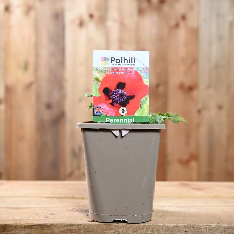 Papaver Orientale Beauty Of Livermore 1L