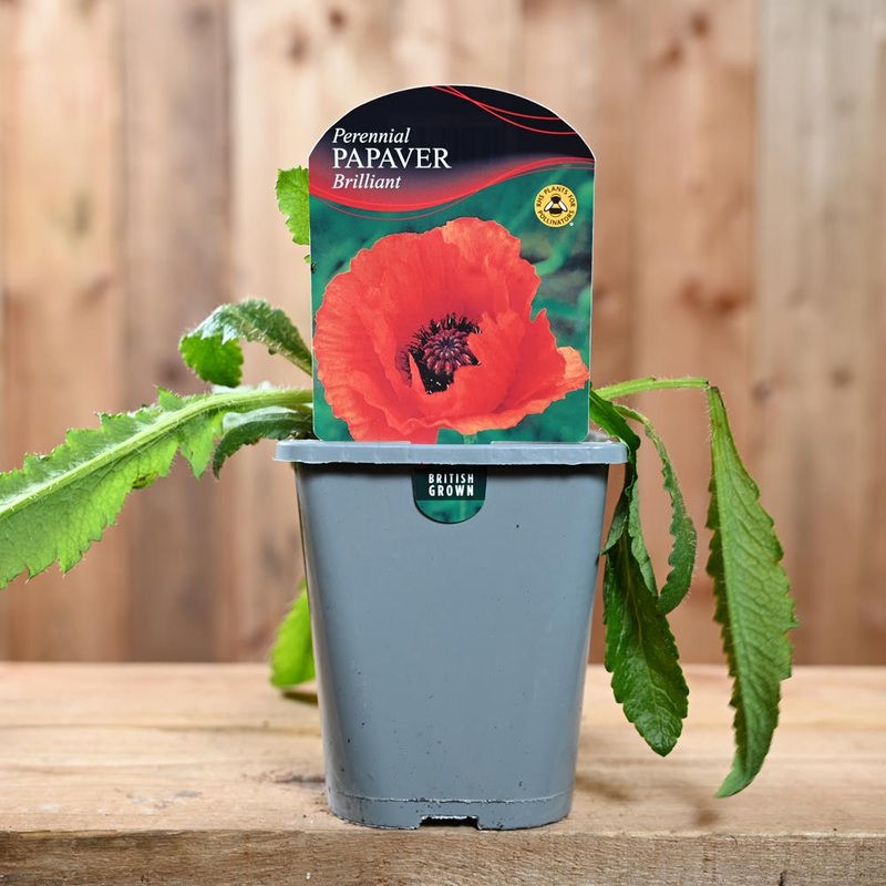 Papaver Orientale Brilliant 1L