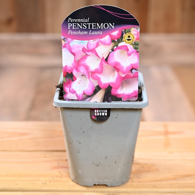 Penstemon Pensham Laura 1L