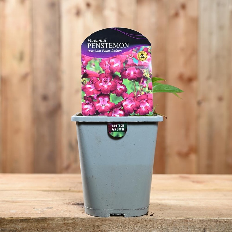 Penstemon Pensham Plum Jerkum 1L