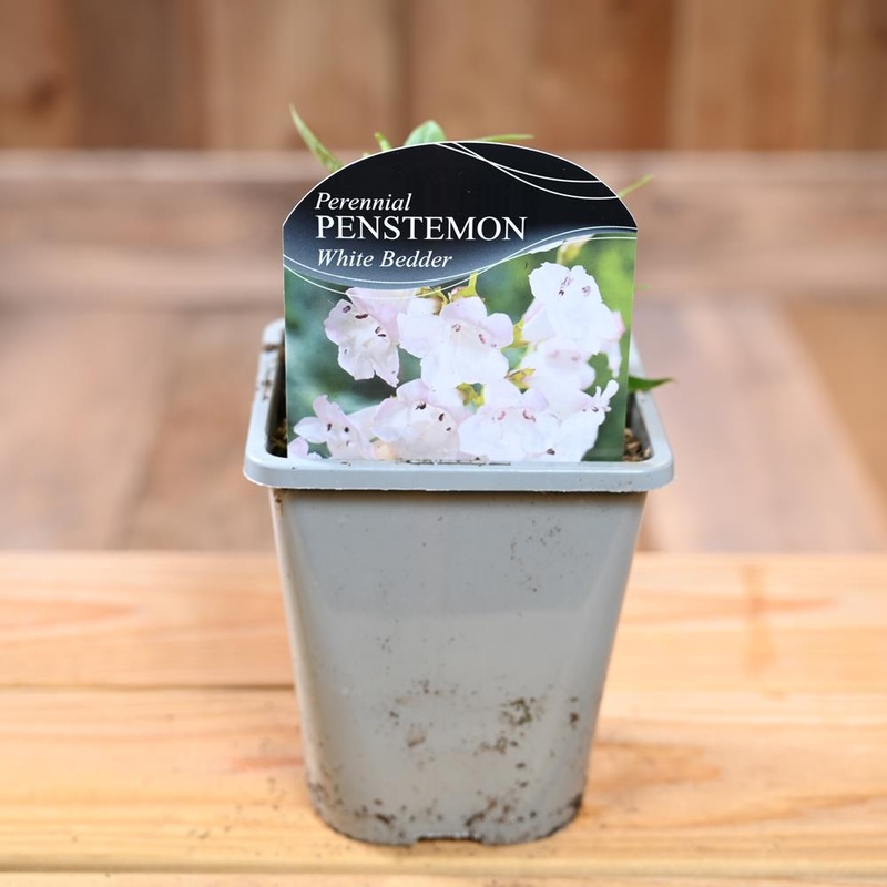 Penstemon White Bedder 1L