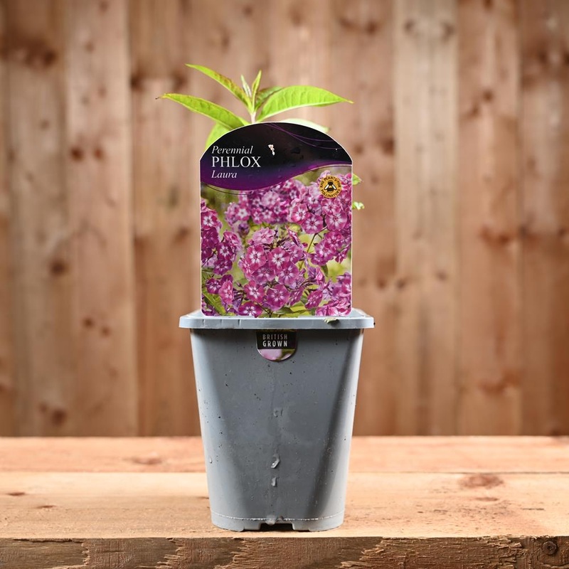Phlox Paniculata Laura 1L