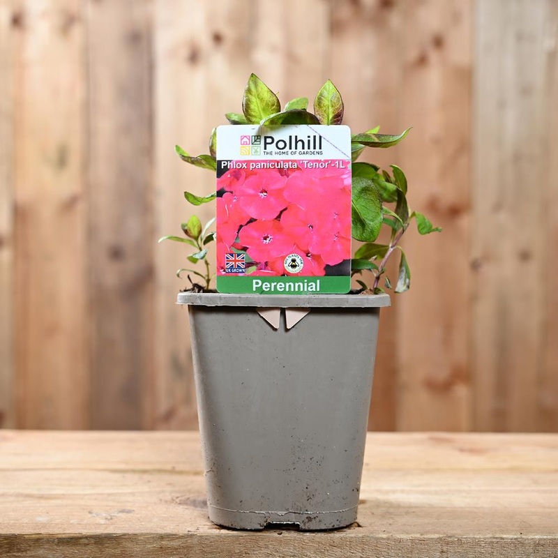 Phlox Paniculata Tenor 1L