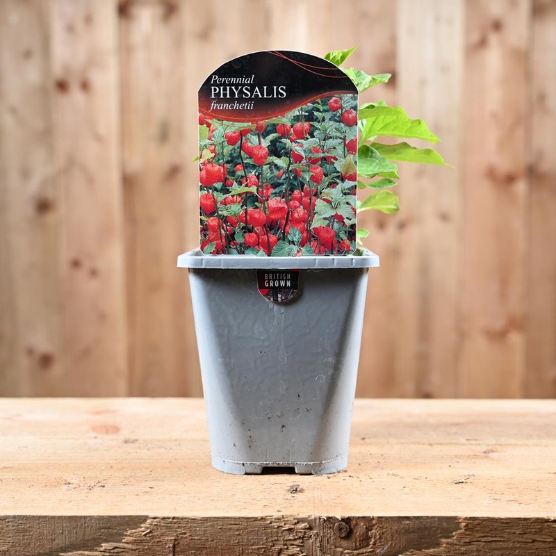 Physalis Alkekengi Franchetii 1L